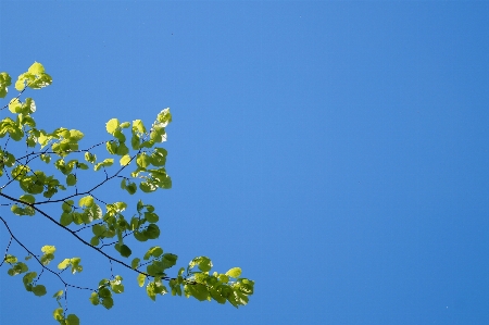 Tree nature path branch Photo