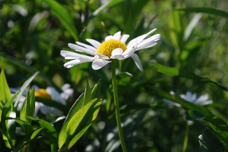 Foto Alam rumput mekar tanaman