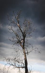 Tree nature branch snow Photo