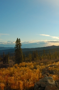 Landscape tree nature forest Photo