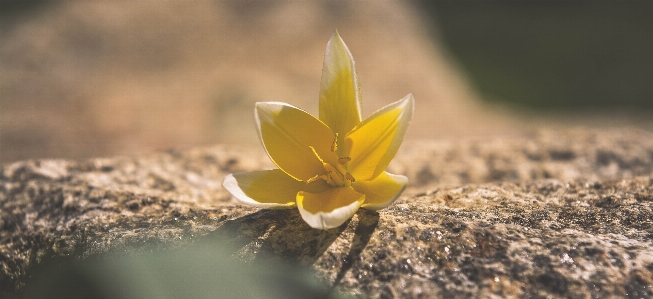 Nature grass blossom plant Photo