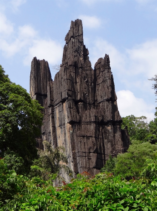 Paysage arbre nature rock