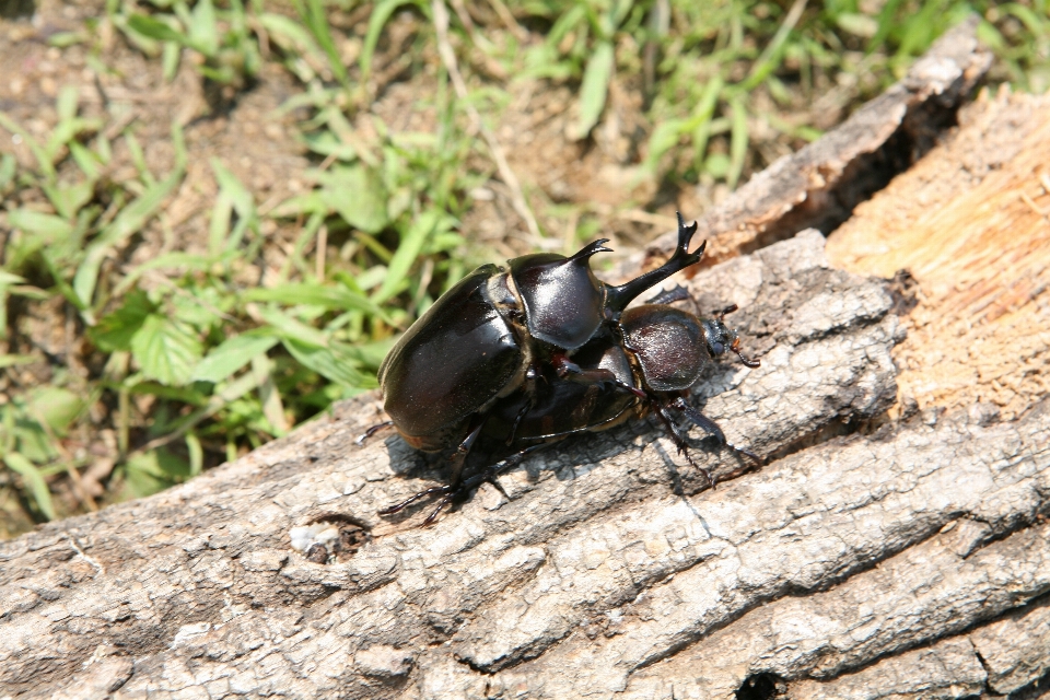 Natur wald tierwelt insekt