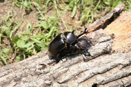 Nature forest wildlife insect Photo