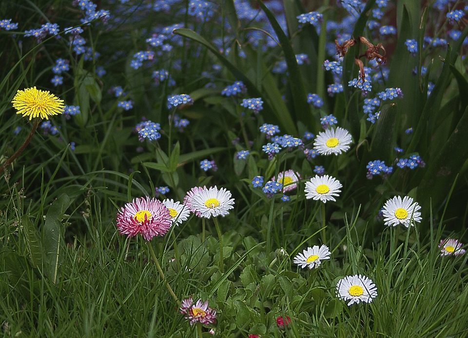 Naturaleza césped planta blanco