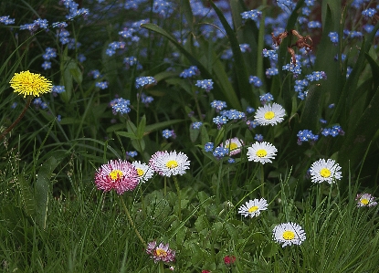 Nature grass plant white Photo