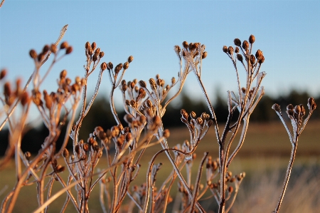 Nature grass outdoor branch Photo