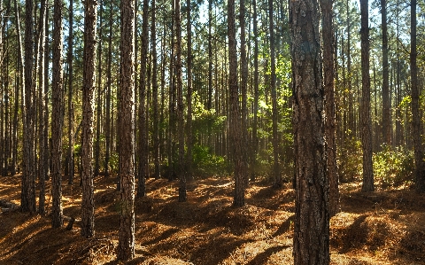 Zdjęcie Drzewo natura las pustynia
