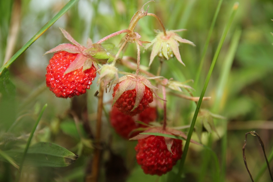 Plantar fruta baga doce