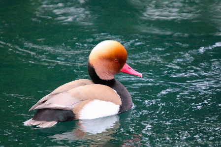 水 鳥 羽 嘴 写真