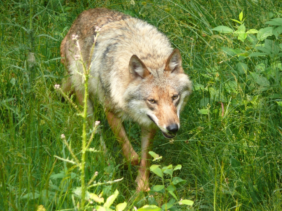 Landscape nature forest animal