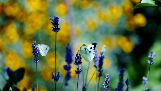 Nature blossom plant meadow Photo