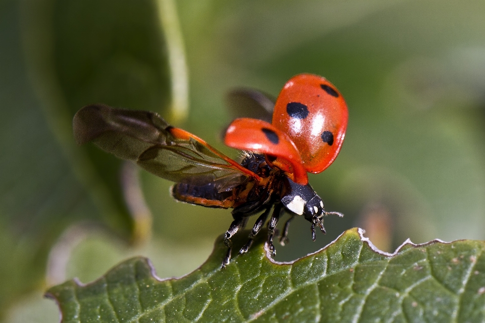 Natura fotografia fiore volare