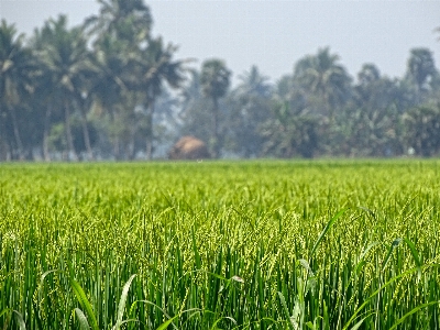 Nature grass plant field Photo