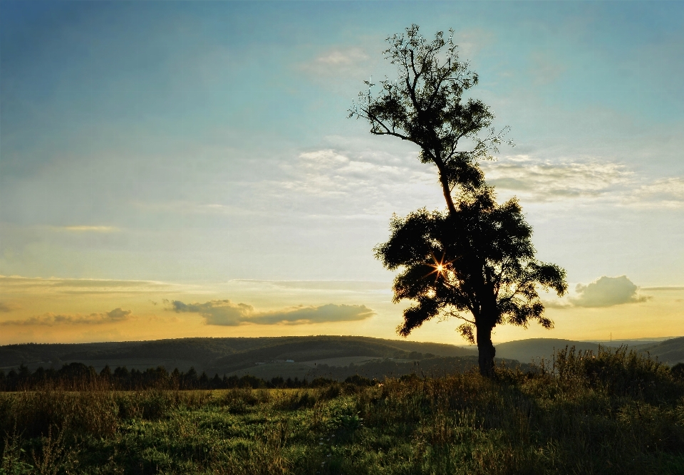 Landscape tree nature grass