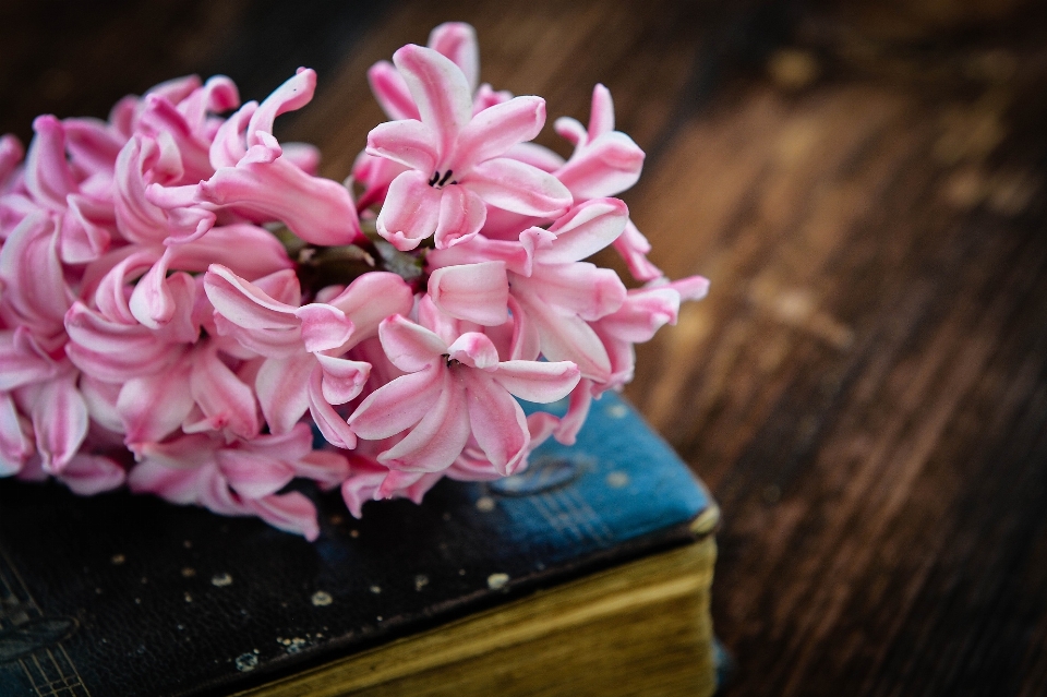 Florecer libro planta madera