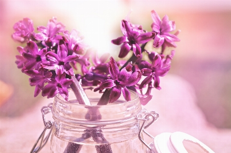 Blossom plant sunlight flower Photo