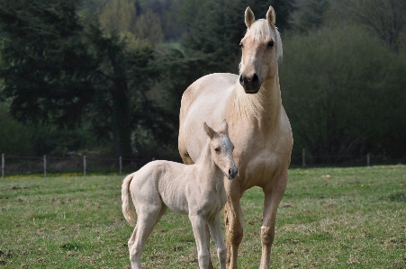 White farm portrait pasture Photo