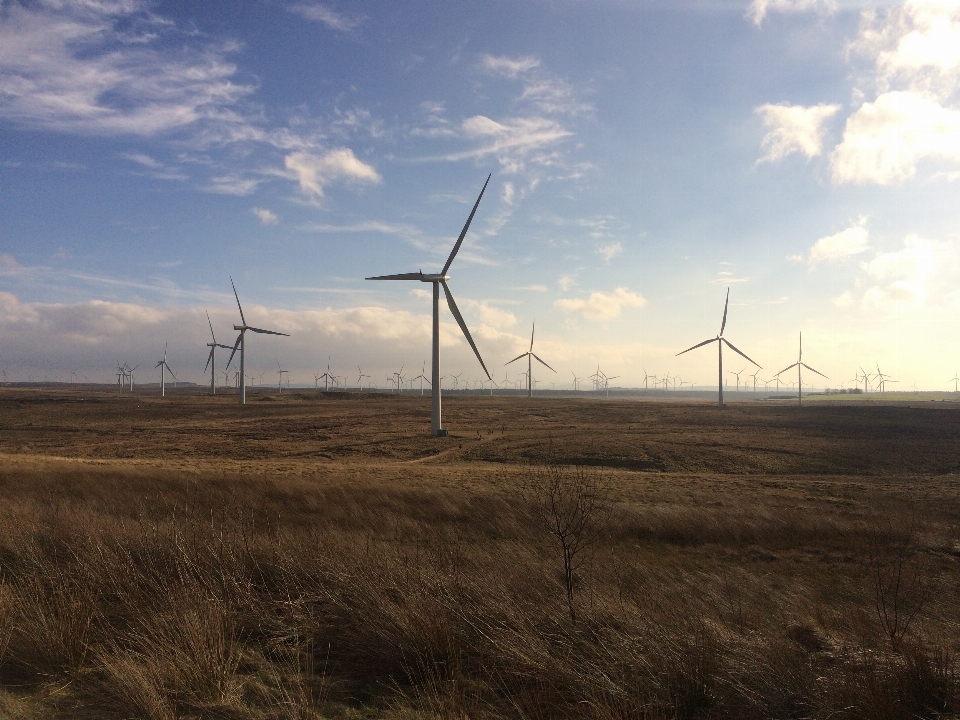 Campo pradera
 molino viento