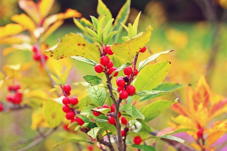 Foto Albero natura ramo fiore