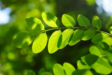 Tree nature grass branch Photo