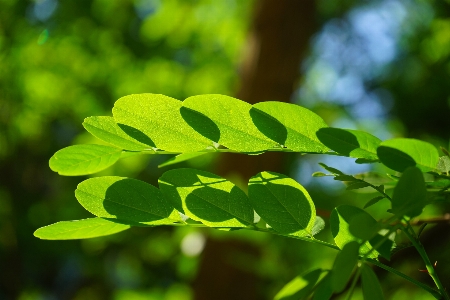 Tree nature branch light Photo