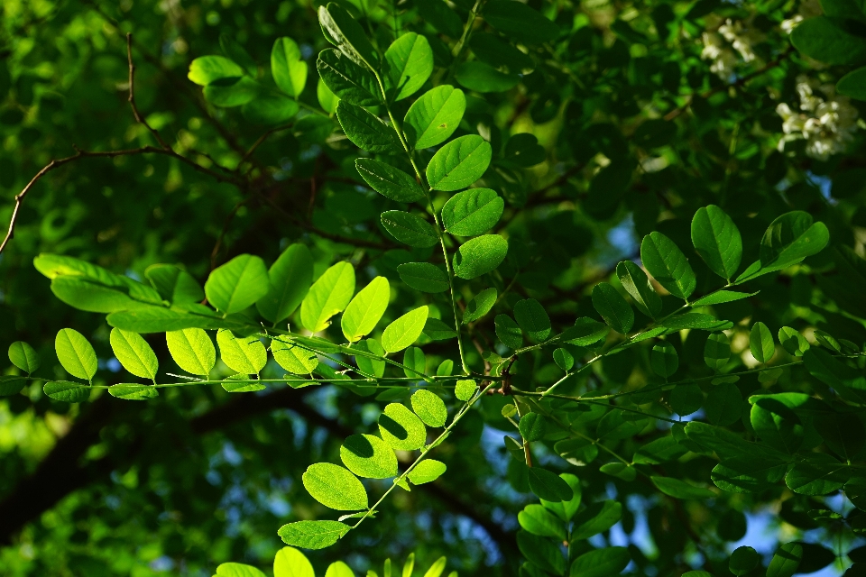 Pohon alam hutan cabang