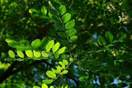 Tree nature forest branch Photo