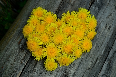 Plant wood dandelion leaf Photo