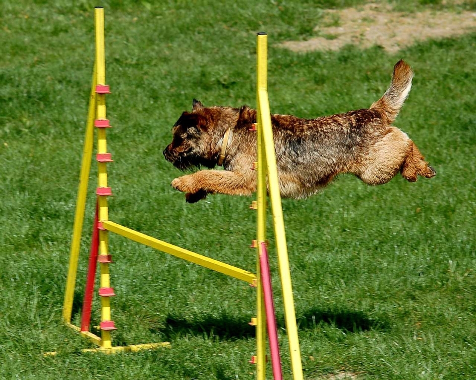 ランニング 犬 犬歯
 ジャンピング