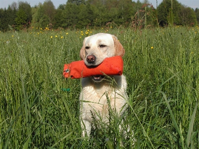 Foto Rumput olahraga permainan anak anjing