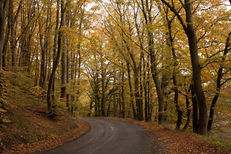 Paisagem árvore natureza floresta