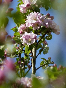 Foto Apple pohon alam cabang