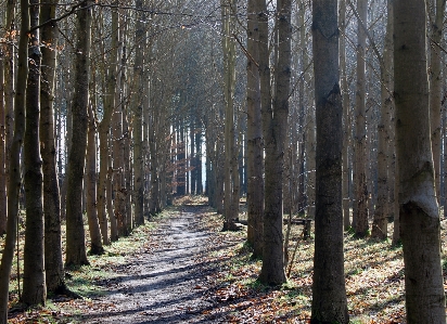 Tree nature forest outdoor Photo