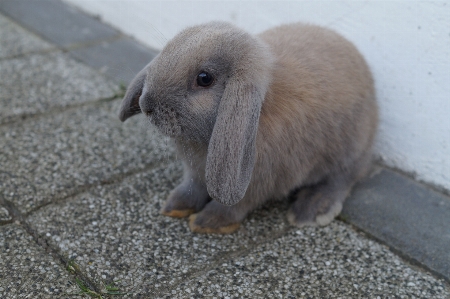 Fur mammal rabbit hare Photo