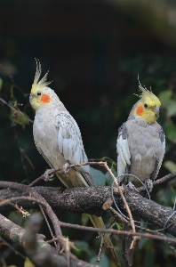 Photo Bifurquer oiseau aile faune