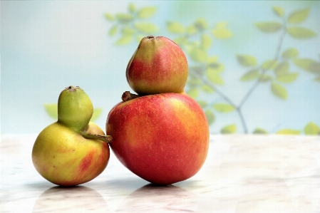 Apple 植物 水果 食物 照片