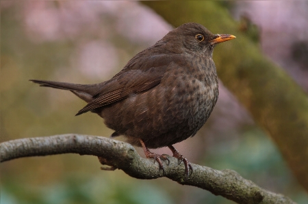 Natur zweig vogel tierwelt Foto