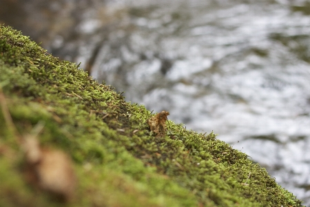 Tree nature forest grass Photo