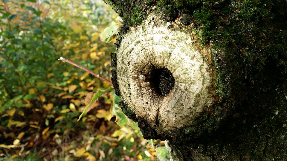 árbol naturaleza bosque césped