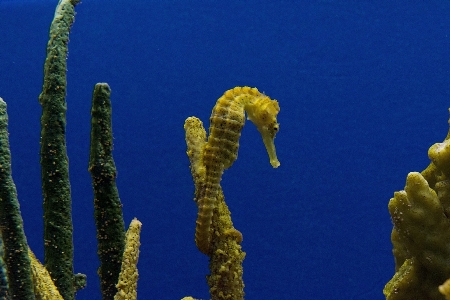 Water nature underwater swim Photo