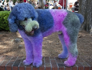 Hair street dog cute Photo