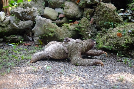 動物 野生動物 動物園 密林 写真