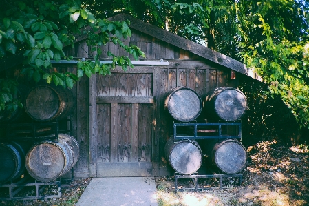 Foto Natureza vinho casa luz solar