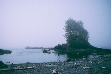 Beach landscape driftwood sea Photo