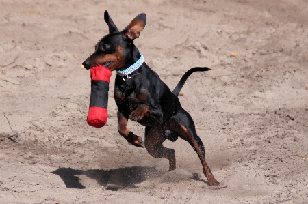 Foto Anjing satwa peliharaan mamalia