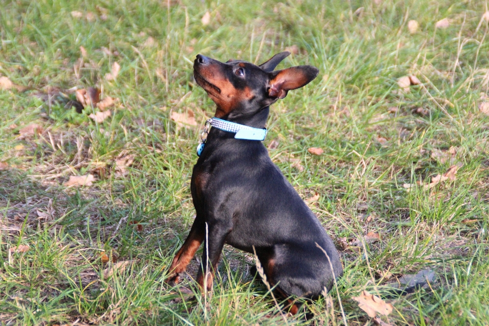 Cane animale domestico mammifero