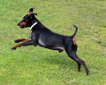 Foto Anjing satwa peliharaan mamalia