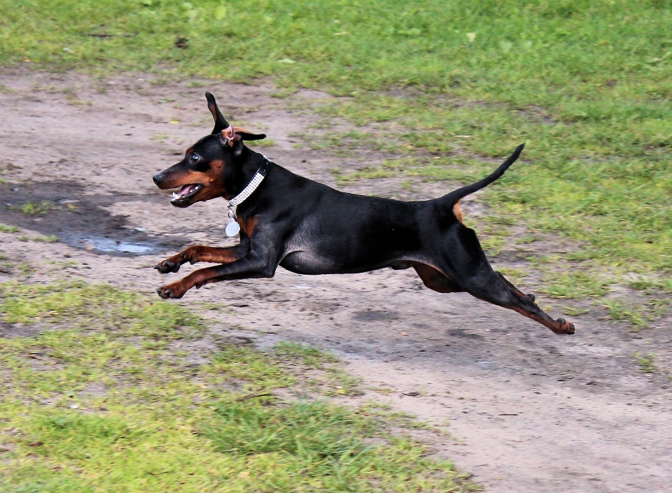 Cachorro animal bicho de estimação mamífero