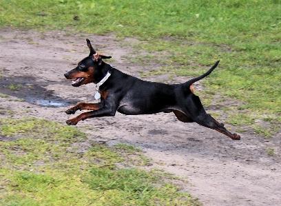 Foto Anjing satwa peliharaan mamalia